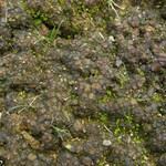 Collema bachmanianum