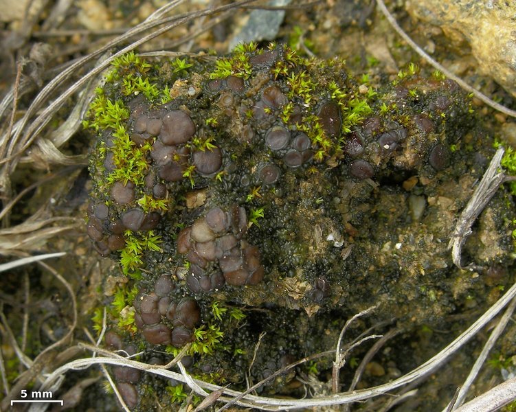 Collema bachmanianum