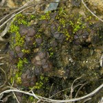 Collema bachmanianum