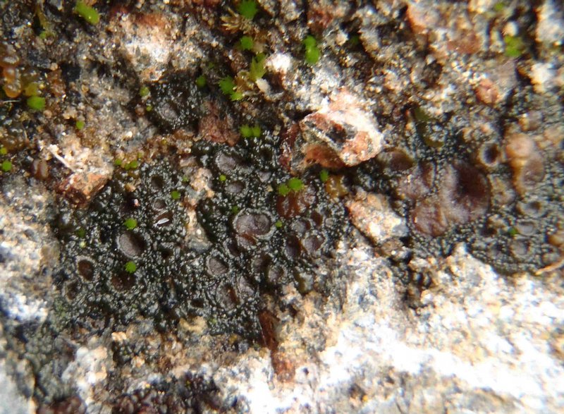 Collema bachmanianum