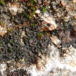 Collema bachmanianum