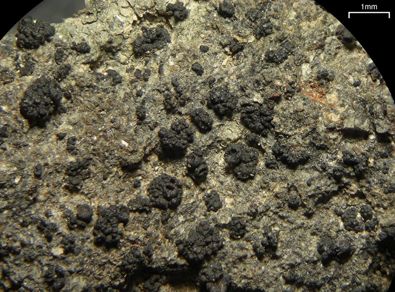 Collema callopismum var. rhyparodes