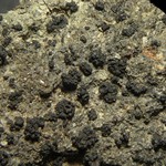 Collema callopismum var. rhyparodes
