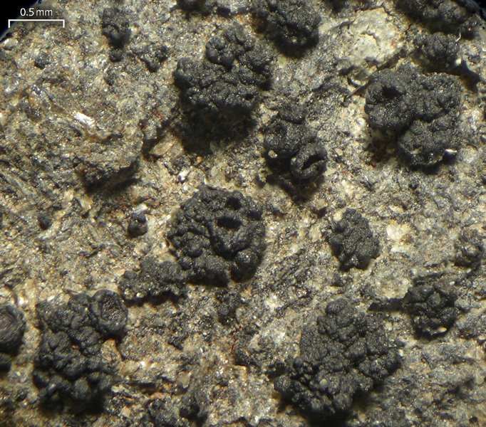 Collema callopismum var. rhyparodes