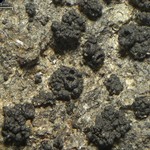 Collema callopismum var. rhyparodes