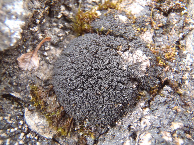 Collema ceraniscum