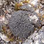 Collema ceraniscum