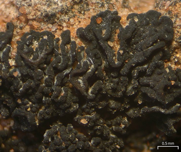 Collema coccophorum