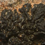 Collema coccophorum