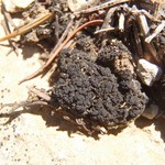 Collema coccophorum