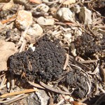 Collema coccophorum