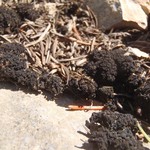 Collema coccophorum
