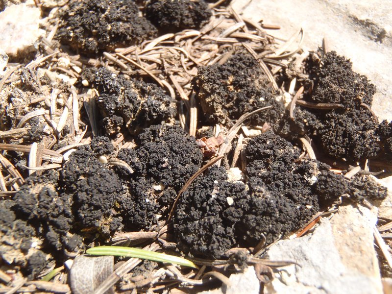 Collema coccophorum