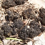 Collema coccophorum