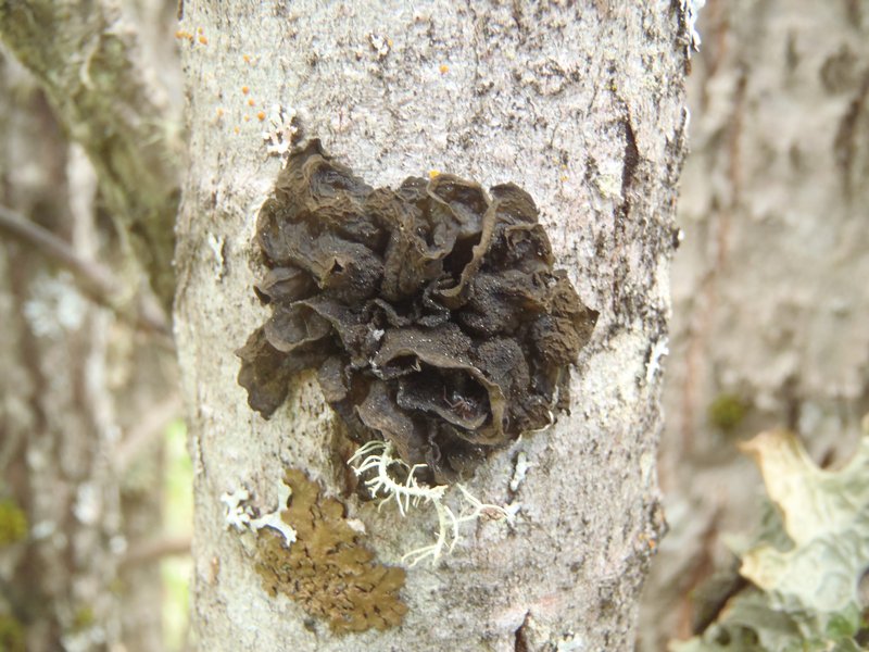 Collema coniophilum