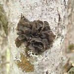 Collema coniophilum