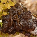 Collema coniophilum