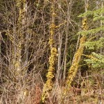 Collema coniophilum