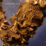 Collema coniophilum