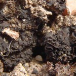 Collema crispum