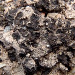 Collema crispum