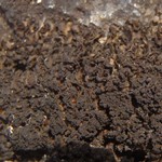 Collema cristatum var. marginale