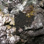 Collema cristatum var. marginale