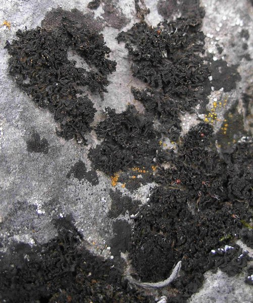 Collema cristatum var. marginale