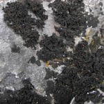 Collema cristatum var. marginale
