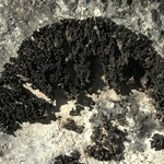 Collema cristatum var. marginale