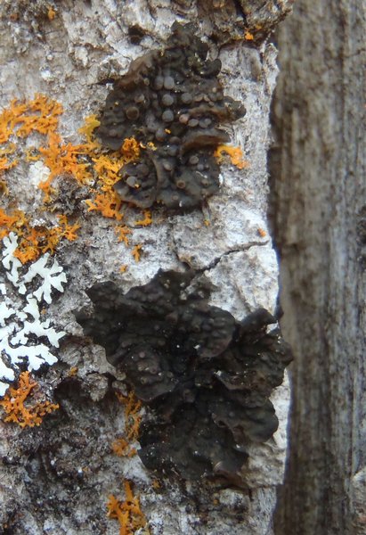 Collema curtisporum