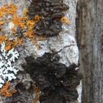Collema curtisporum
