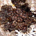 Collema curtisporum