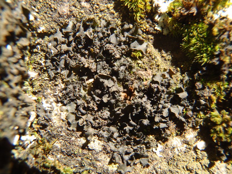 Collema fecundum