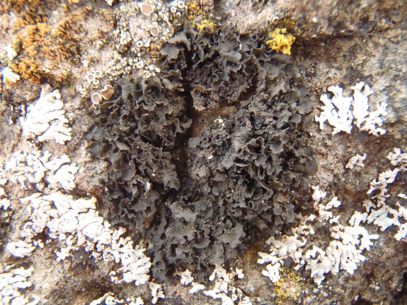 Collema fecundum