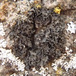 Collema fecundum
