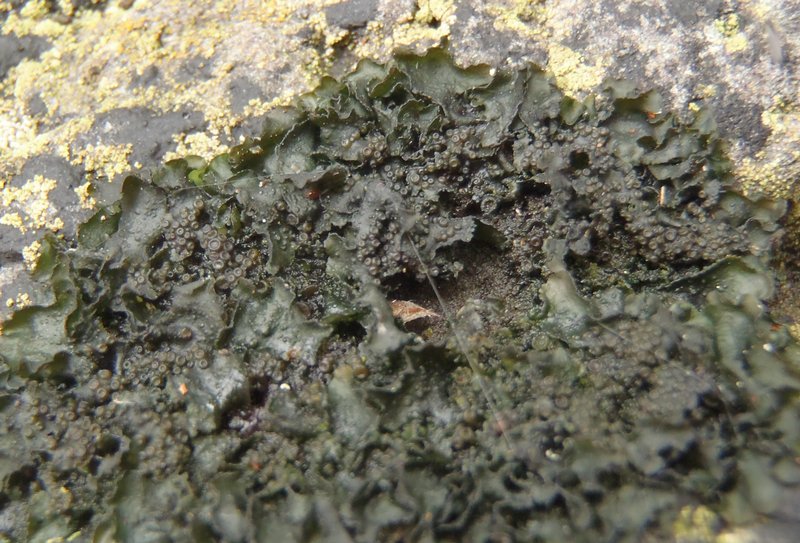 Collema fecundum
