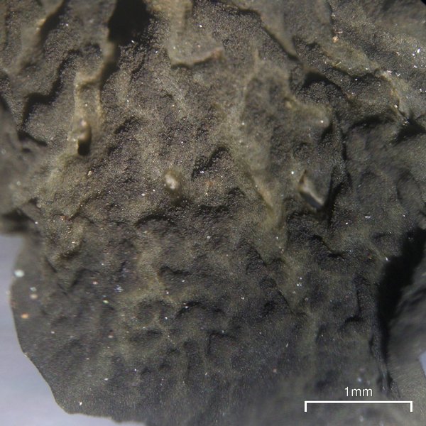 Collema furfuraceum