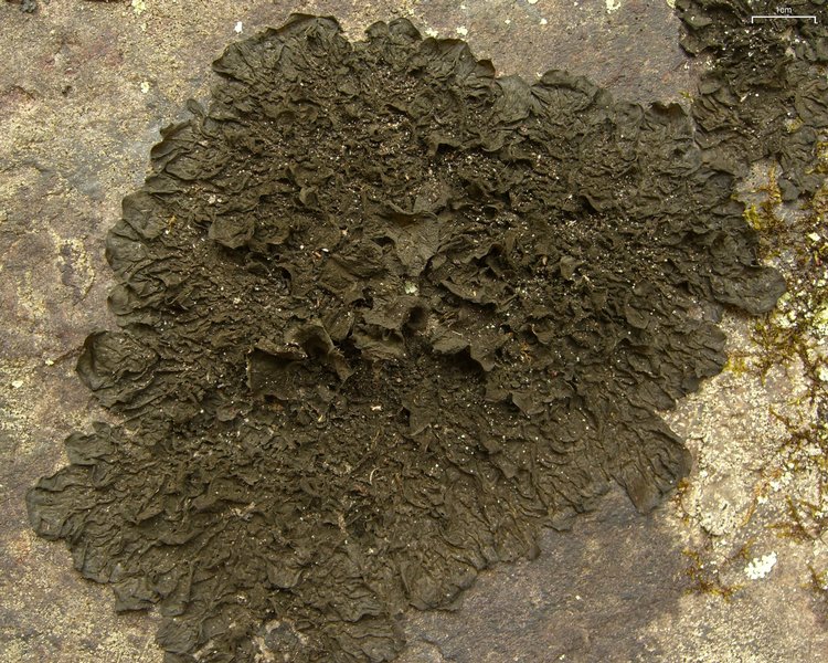 Collema furfuraceum