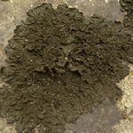 Collema furfuraceum