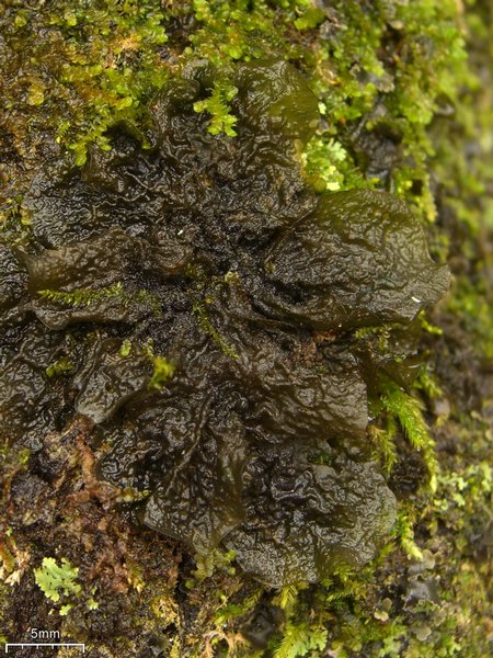 Collema furfuraceum