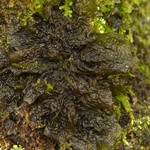 Collema furfuraceum
