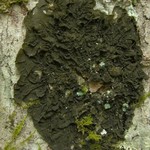 Collema furfuraceum