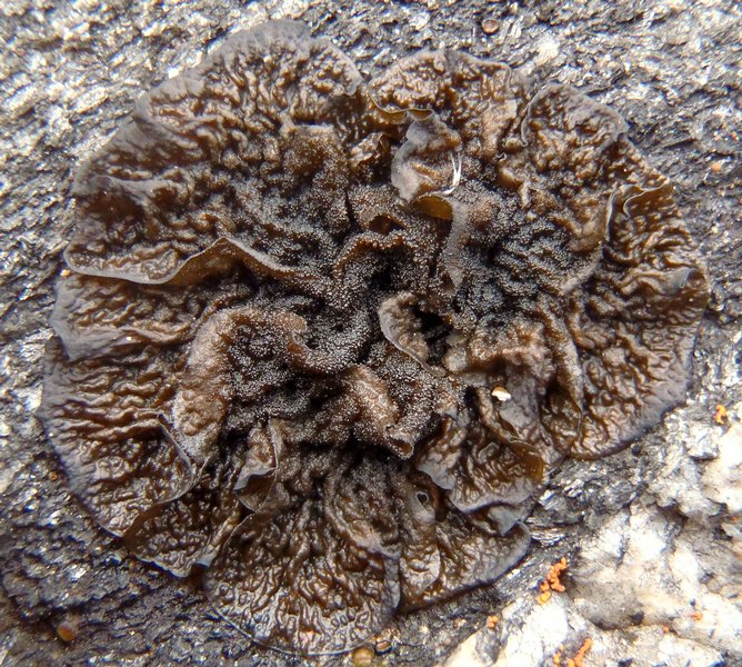 Collema furfuraceum