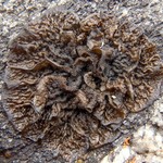Collema furfuraceum