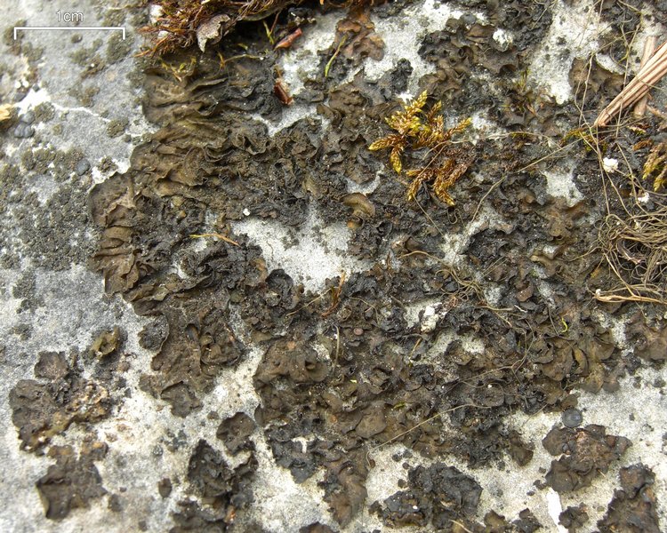 Collema fuscovirens