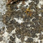 Collema fuscovirens
