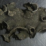 Collema fuscovirens