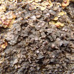 Collema fuscovirens