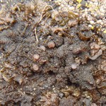 Collema fuscovirens